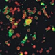 LED Fluorescent Trinocular Biological Microscope