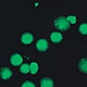 LED Fluorescent Trinocular Biological Microscope